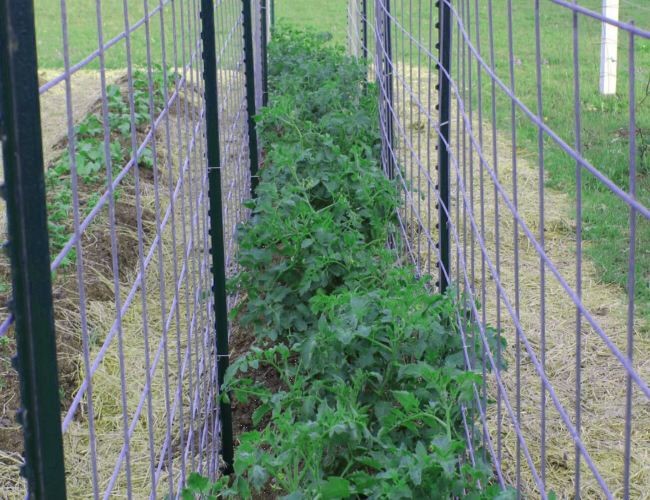 ISO9001 SS304 SS201 Plastic Coated Wire Mesh Panels For Support Of Plants