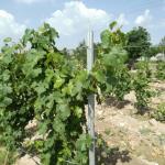 Eco Friendly 3.5M Vineyard Trellis Stakes Low Labor Cost Weather Resistance
