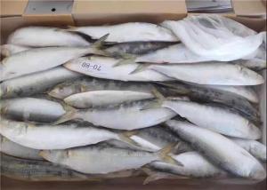 Quality Sardinops Melanostictus Whole Round Fresh Frozen Fish For Canning wholesale