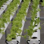 US Currency Controlled Humidity Film Greenhouse for Soilless Vegetable