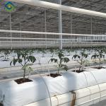 Tomato Plant Greenhouse Film Greenhouse With Hydroponic Culture Soilless