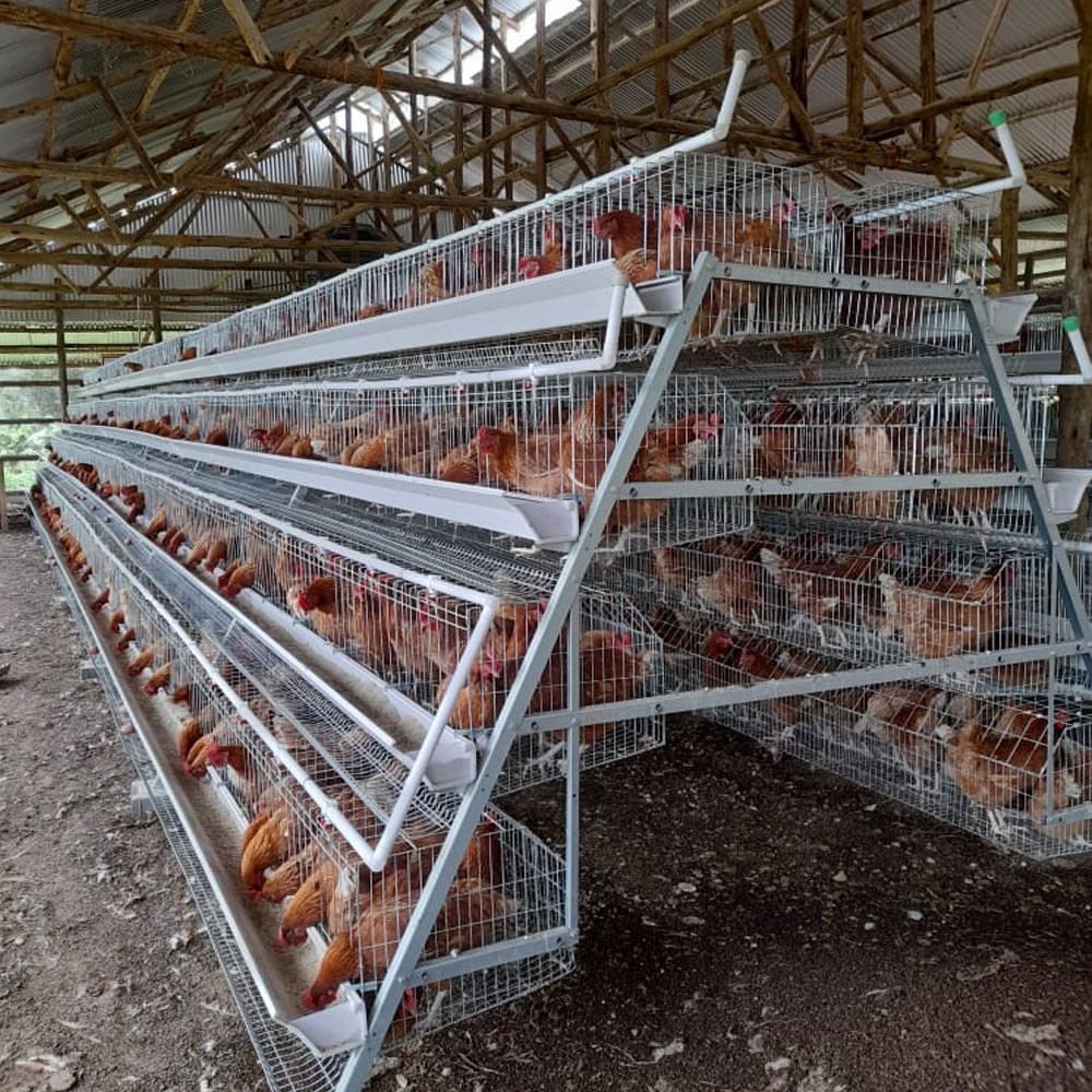 10000 Layers New Design Layer Hen Cage Battery Cage Eggs