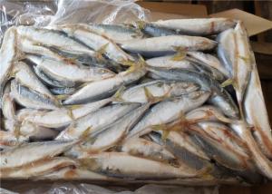 Quality A Grade 50g-60g Pacific Mackerel Fresh Frozen Seafood wholesale