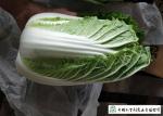 Frozen Vegetable Factory Napa Cabbage Plant Can Lower Blood Pressure