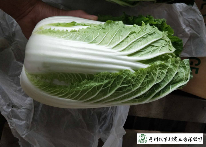 Frozen Vegetable Factory Napa Cabbage Plant Can Lower Blood Pressure