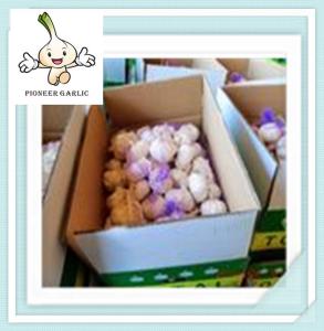 Quality Garlic with High Quality 2016 chinese new white garlic price wholesale
