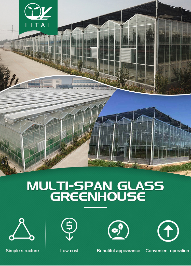4.0m-6.0m Gutter Height Commercial Glass Greenhouse for Vegetable Flower