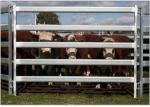 30*60*1.6mm Oval Pipe economic Full Welded Used Horse Corral Panels For Farm