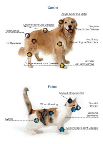 Four Wavelength Medical Diode Laser CE Veterinary Laser Therapy Equipment
