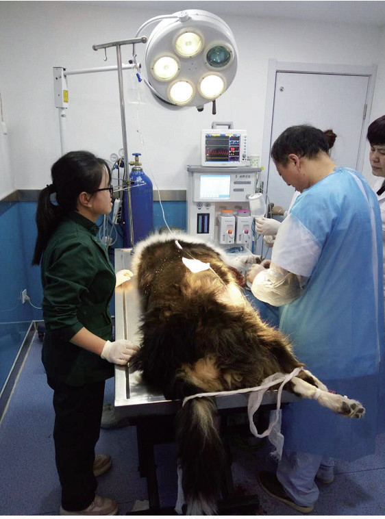10.4" Touch Screen Display Veterinary Animal Anesthesia Machine Real time detection DM6A