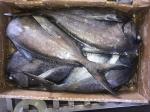 Fresh 500G-1000G Frozen Black Pomfret Fish For Restaurant