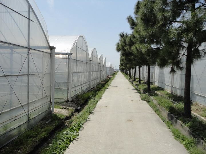 Pollution Free Commercial Hydroponic Greenhouse Saving Water / Fertilizer