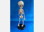 Medical Life Size Plastic Human Skeleton , Human Torso Cat Dog Skeleton