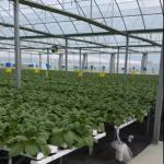 Multi-Span Film Greenhouse for Cultivation 20.000kg Package Gross Weight Easy