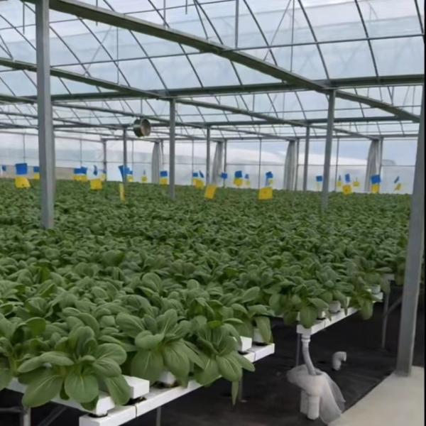Multi-Span Film Greenhouse for Cultivation 20.000kg Package Gross Weight Easy