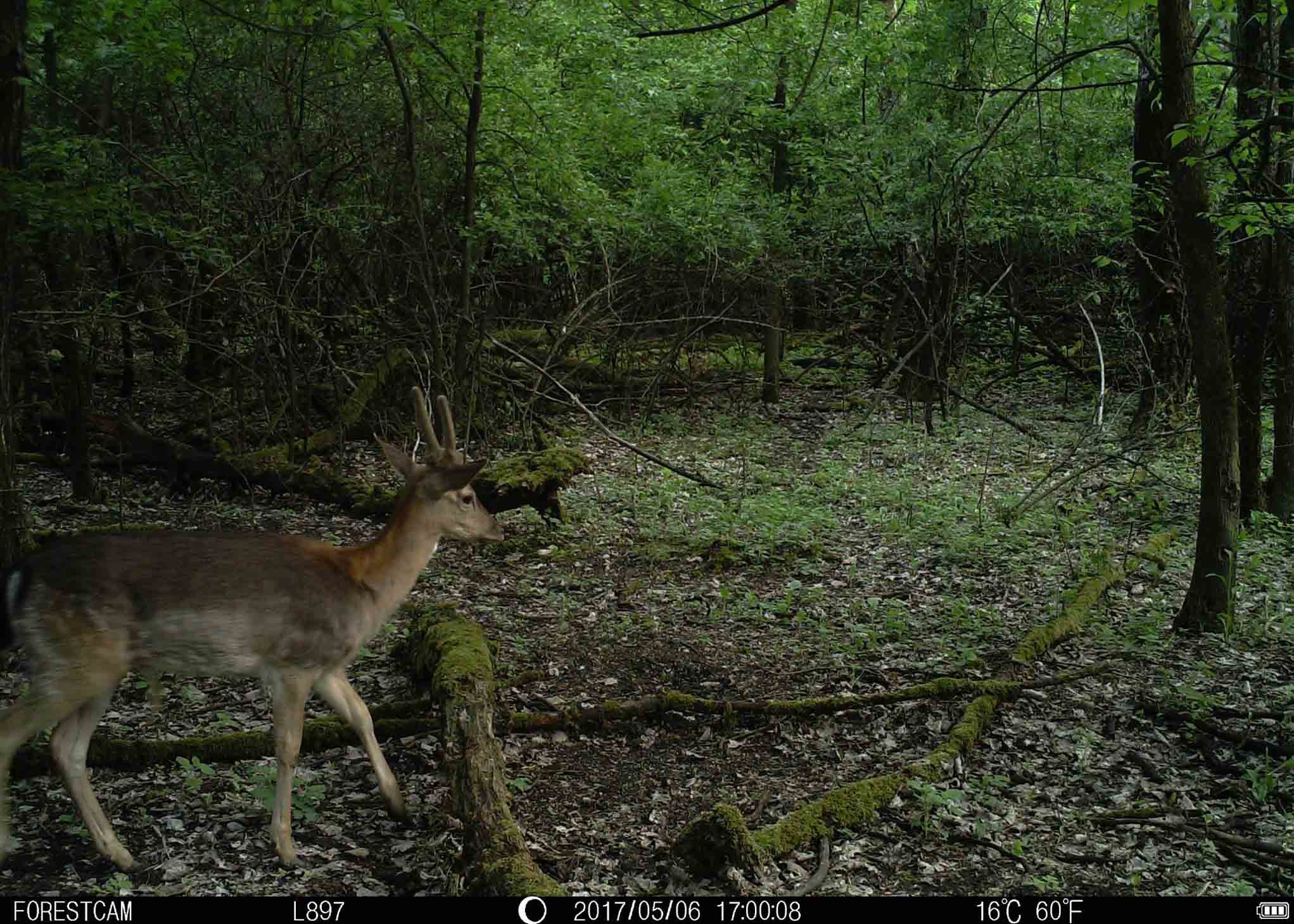 Wildlife Monitoring Deer Hunting Surveillance Cameras Concealed No Flash