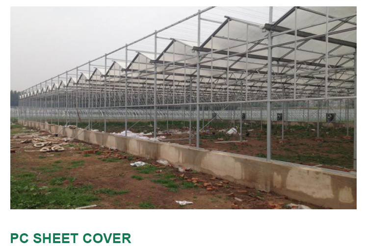 Multi-Span Agricultural Greenhouses for Sustainable Fruits and Vegetables Cultivation