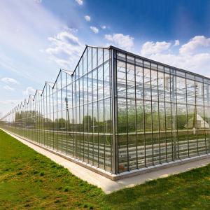 Quality Automated Plant Hydroponics Glass Wall Greenhouse For Tomato Strawberry wholesale