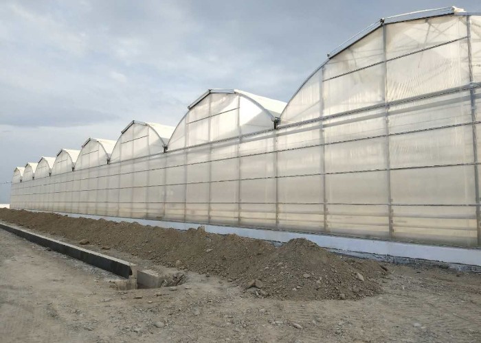 Steel Frame Polycarbonate Greenhouse For Vegetables Multi Span PC Board Greenhouse Agriculture Outdoor