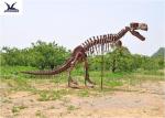 Playground Indoor Artificial Dinosaur Skeleton Replica Life Size Fiberglass