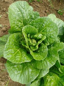 Quality Rich Nutrients Raw Green Cabbage / Chinese Green Cabbage Japan Standard wholesale