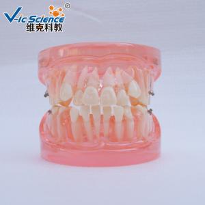Quality Natural Size Dental Study Models VIC-B2 24pcs Plastic Orthodontic Teeth Model wholesale