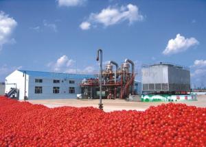 Quality Manual / Automatic Tomato Paste Production Line Different Capacity For Different Weight wholesale