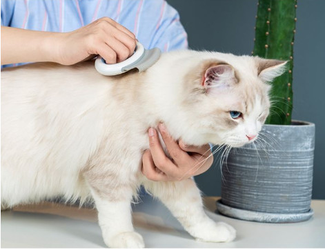 Hang Hook Pet Hair Removal Massaging Shell Comb For Cats