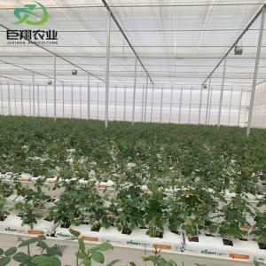 Quality Double Layer Hydroponic System High Tunnel Film Greenhouse with Customization Option wholesale