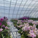 Shipping Cost and Estimated Delivery Time for Commercial Hydroponic Seeding