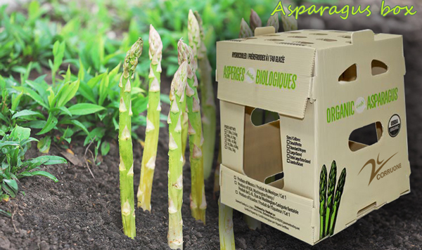 Corruone China Manufacturer PP polypropylene Material Correx Coreflute Boxes Corrugated Plastic Folding fruits vegetables Boxes
