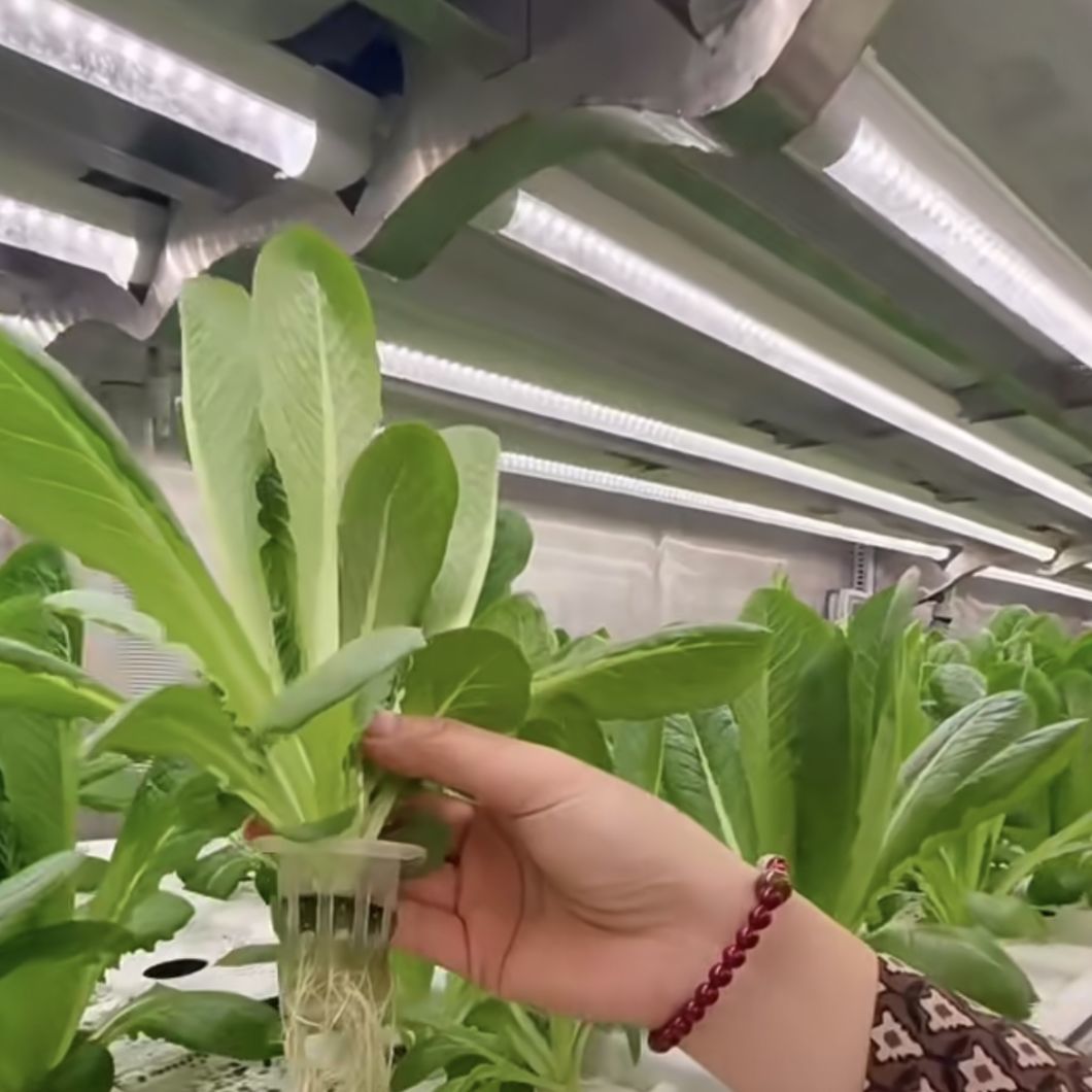 Container Greenhouse for Growing Leafy Veggies