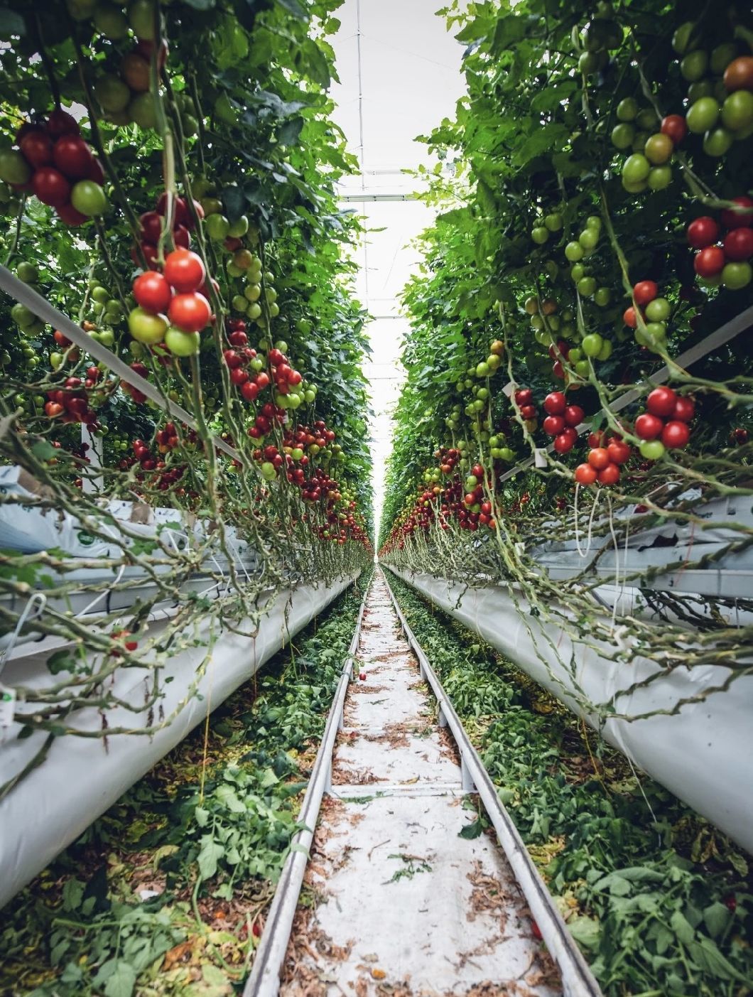 Hydroponics Flower Planting Vegetable Production Sunlight Greenhouse