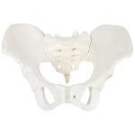 Medical Anatomy Teaching Pvc 35x20x16cm Male Pelvis Model