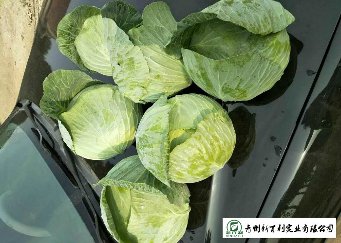 Natural Plant Flat Head Cabbage Improve Digestion Easy Store For Supermarket