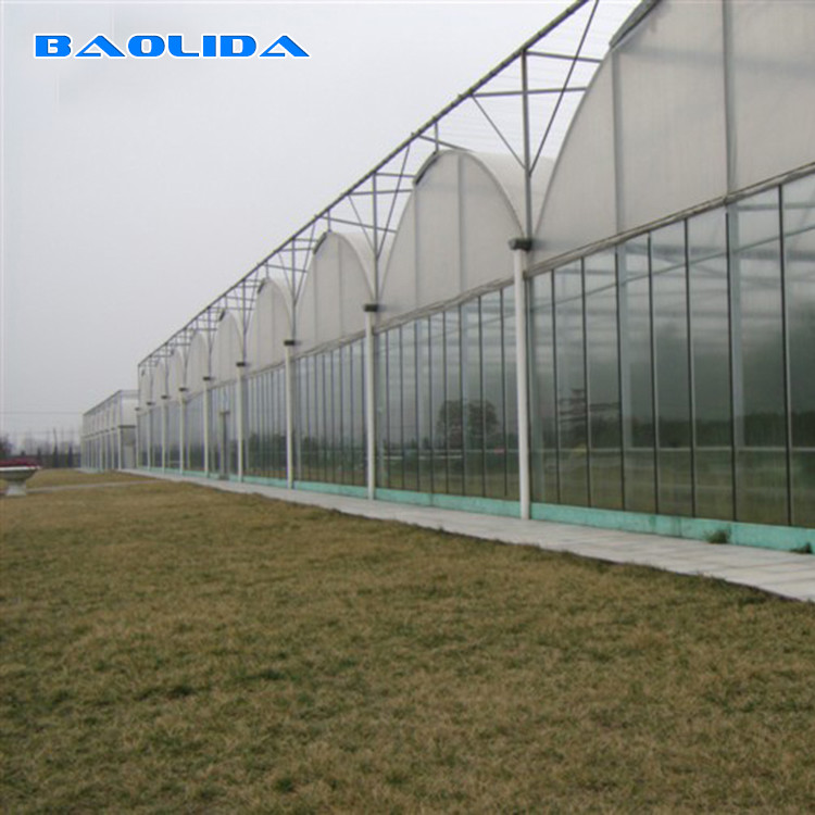 Tomato Poly Natural Plastic Film Greenhouse / Polyethylene Foil Greenhouse