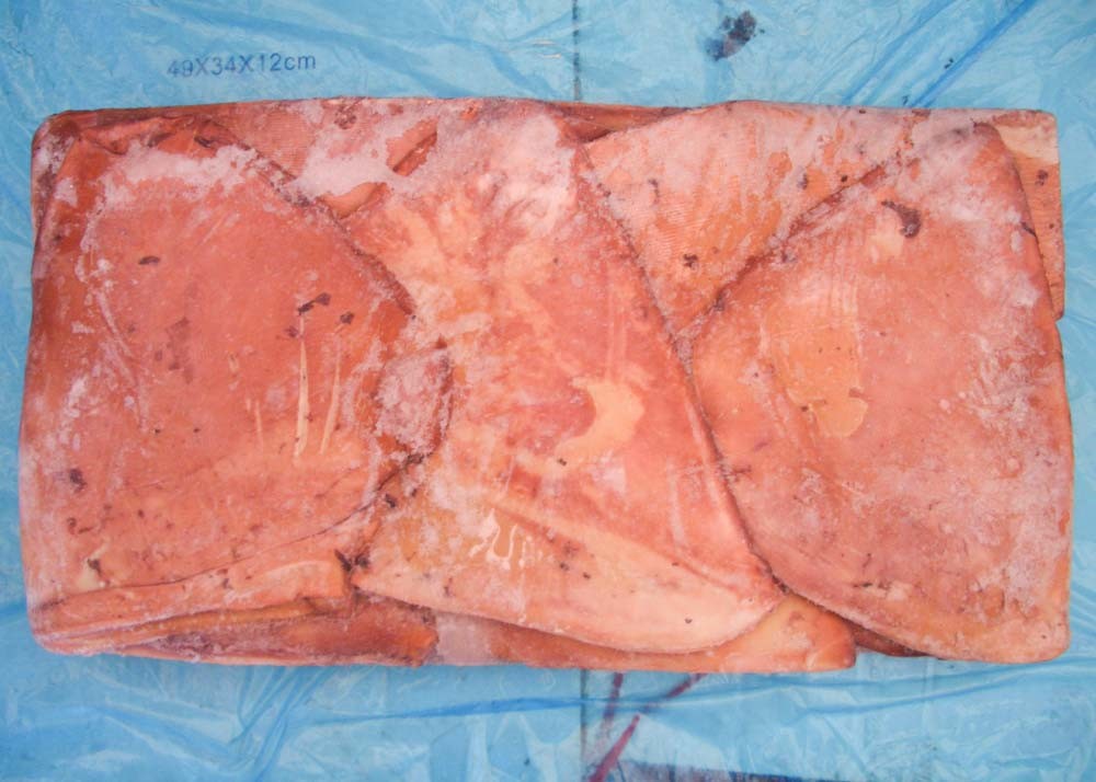 Frozen Giant Sea Squid 20 Kg Net Weight Dosidicus Gigas Bqf Size 300g Up