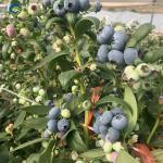 Single Span Greenhouse Metal Frame Greenhouse For Blueberry Production
