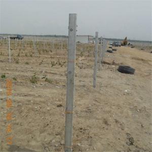 Quality Grape Growing Vineyard End Posts Strongest Design 40X70mm Size Water Resistant wholesale