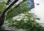 Flexible Inox Wire Rope Plant Trellis , Plant Climbing Green Wall Mesh