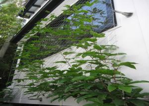Quality Flexible Inox Wire Rope Plant Trellis , Plant Climbing Green Wall Mesh wholesale