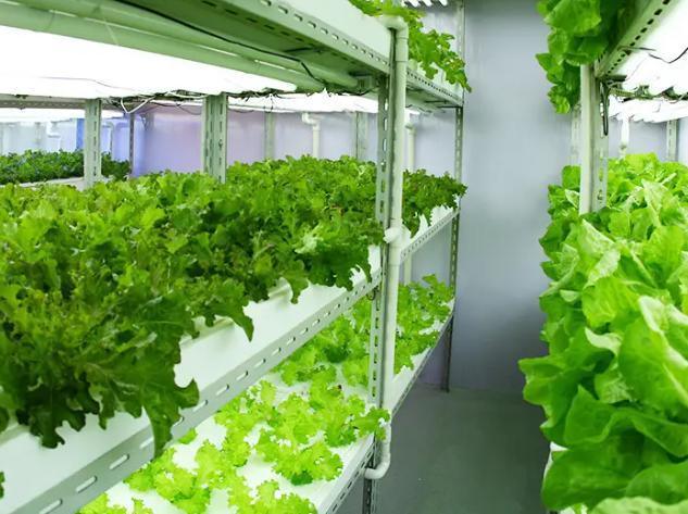 Hydroponic Vertical Farming Container System 40FT Container Farm Greenhouse