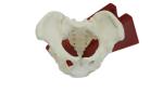 Eco-friendly PVC Hand made Medical Education Artistic Creation Design Ergonomics