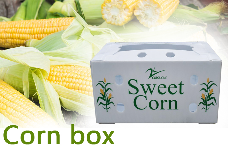 Corruone Custom Vegetable Fruit Tomato Packing Corrugated plastic Box