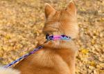 Adjustable Dog Walking Collars And Leashes Rainbow Girl Newborn Puppy Collar