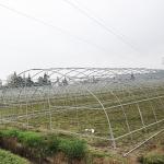 Anti Aging Film Micron Anti Uv Plastic Greenhouse Agriculture Vegetables