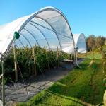 Greentime agriculture Greenhouses Suppliers Plastic Film Rain Shelter Greenhouse