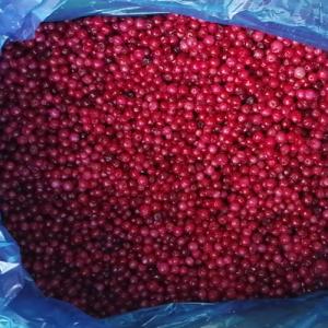 Quality KOSHER 100% Natural 1st Class Dark Red IQF Lingonberry wholesale