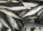 Whole Round 60g 80g Delicious Sea Fresh Frozen Mackerel