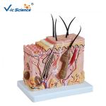 Medium Sized Human Anatomical Model Skin Model Anatomy Magnification 70 Times